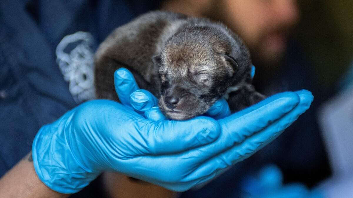 Red wolf pups May 15, 2019, at Point Defiance Zoo & Aquarium