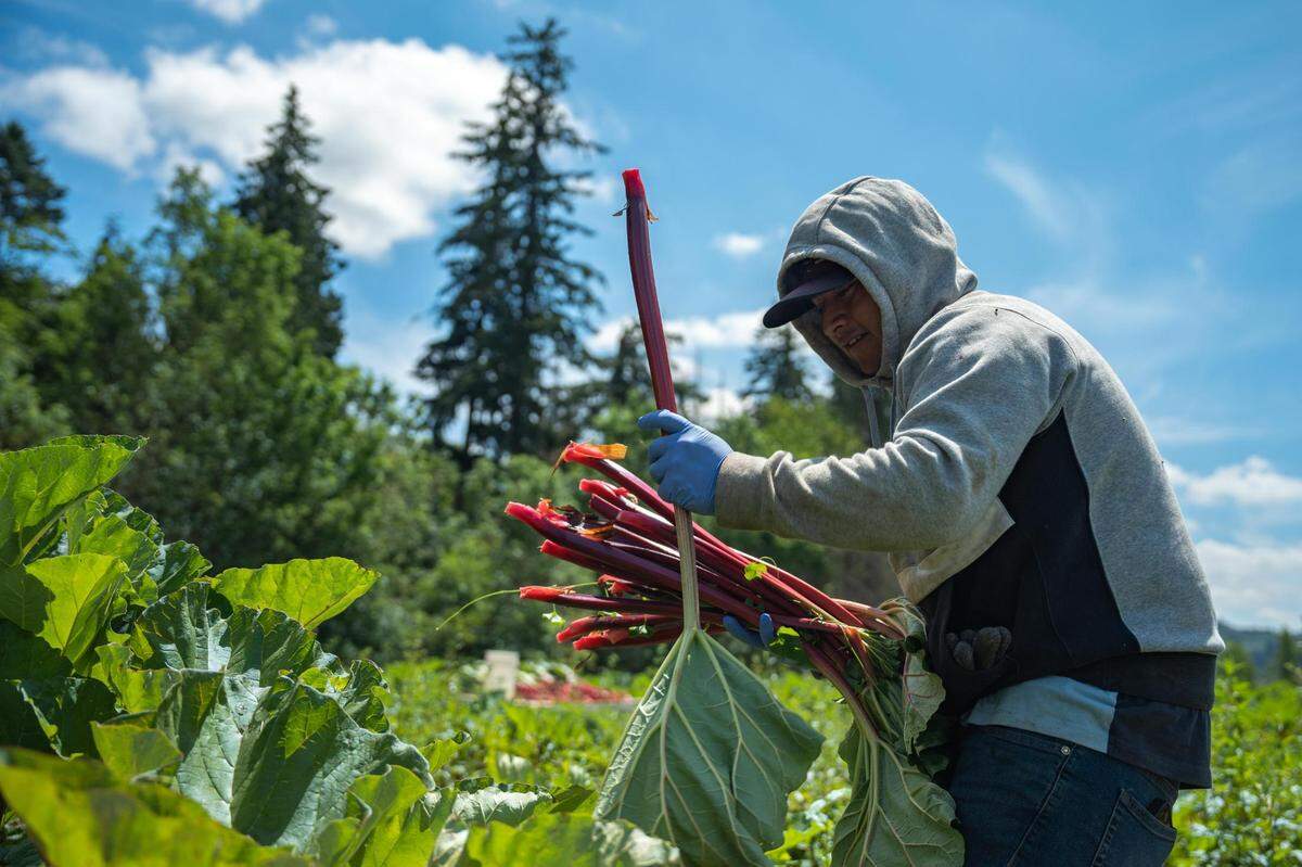 Hugo Pablo picking rhubarb on Knutson Farms last summer. Sumner’s 2023 celebration of the tangy root features more than 140 vendors, with pies featuring rhubarb from this local producer.