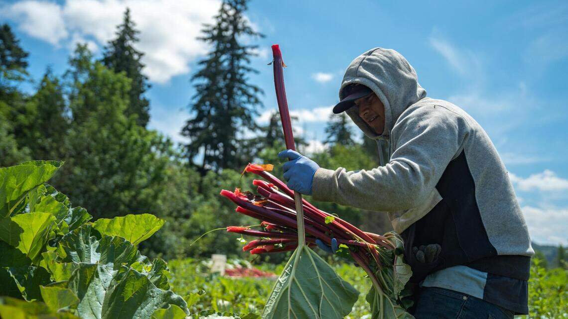 Rhubarb on hot dogs, in beer, gelato and 2,500 slices of pie at Sumner’s annual street fest