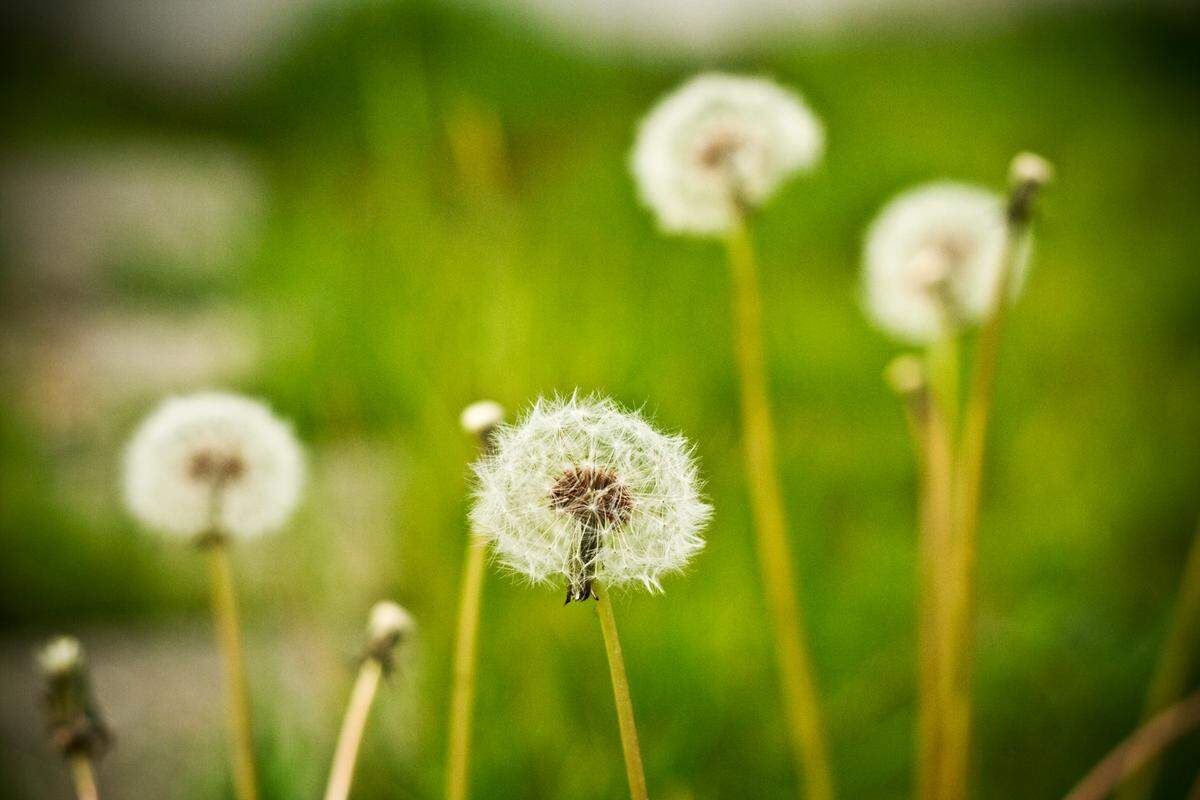 Spring brings more joy and sneezing. 