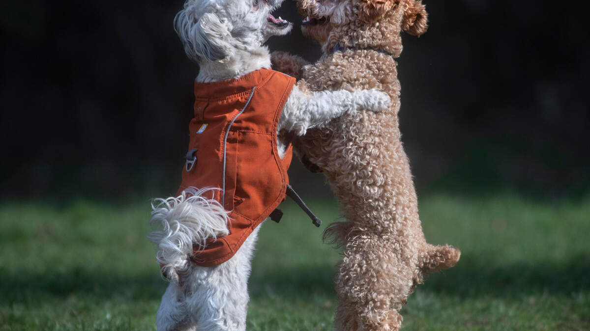 Bentley (left) and Remy show off their dance moves while playing in the Off Leash Dog Park’s small dog area at Wapato Park in Tacoma, Washington, on Tuesday, Feb. 22, 2022. Bentley is owned by Joy Broadnax of Lakewood. Remy is owned by Ruth Santos of Tacoma.