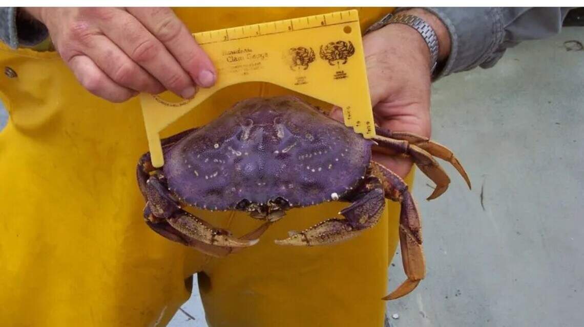 WA state announces winter crabbing season reopening, but there’s a ‘catch’