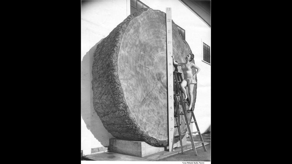 In this Richards Studio photograph from October 1946 produced for the Douglas Fir Plywood Association, courtesy of Tacoma Public Library’s archives, The Big One is displayed outside the Northwest Door Company at 1203 East D St. Herman E. Tenzler, president of the company, later relocated the huge slice of timber to the Flora B. Tenzler Memorial Library in Lakewood, which was named in honor of his late wife.