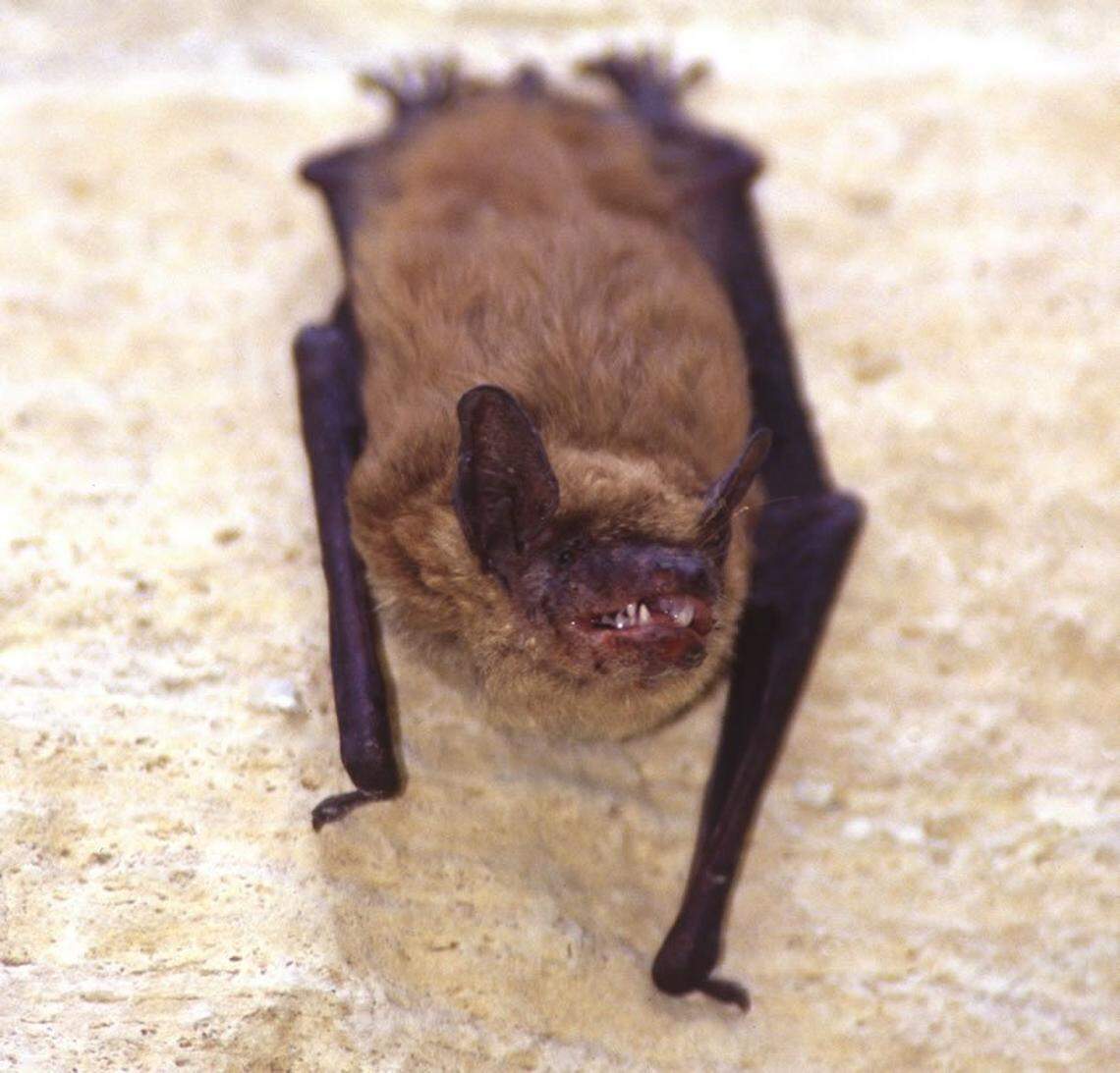 File photo of a live bat that tested positive for rabies.