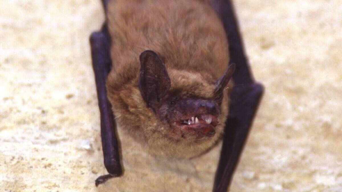 File photo of a live bat that tested positive for rabies.