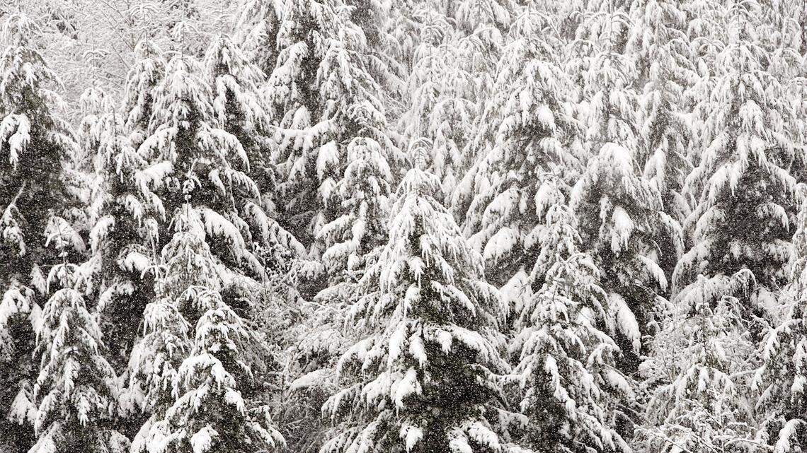 A family that headed to the Blue Mountains to find a Christmas tree without checking weather became stranded in deep snow, Washington officials said.