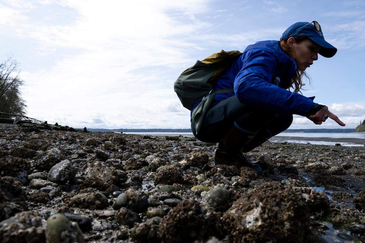 Rachel Easton, education director at Harbor WildWatch, points to sea life during a tour at low tide at the Fox Island Sand Spit, on Tuesday, April 1, 2025.