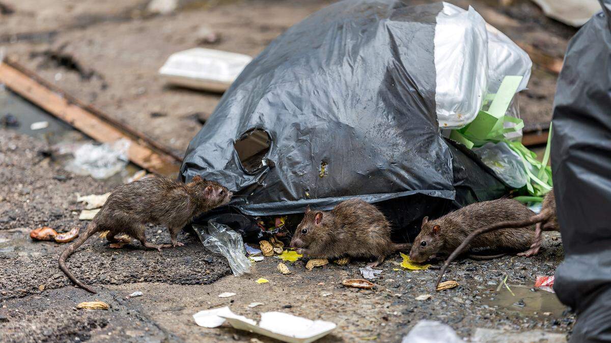 Three dirty mice eat debris next to each other.