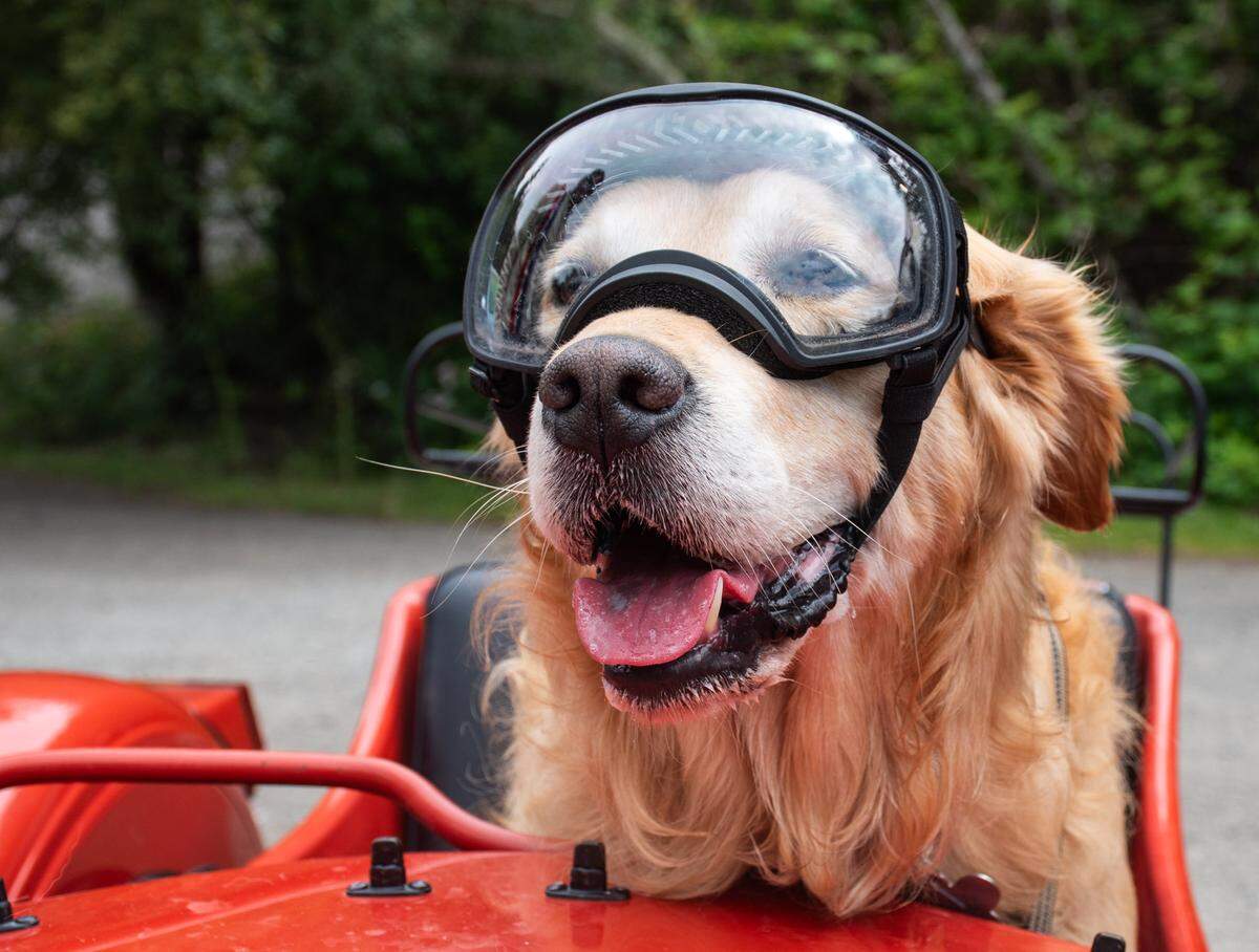 Buddy the golden retriever, also known as @sidecarbuddy on social media, waits in anticipation to hit the road with his owner Mike Stevens on Monday, June 17, 2024, in Gig Harbor, Wash.