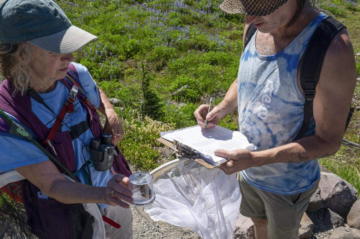Volunteers with the Cascades Butterfly Project, Pam Gunther, left, and son Ryan Gunther, right, notate spotting a California tortoiseshell butterfly as they survey a stretch of Mount Rainier National Park for the insects on Monday, Aug. 11, 2025. The group will often catch-and-release butterflies to identify them up close.