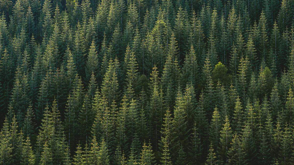 A wild animal was spotted at a Washington State Department of Transportation maintenance facility on April 18 in Mount Vernon, Washington.