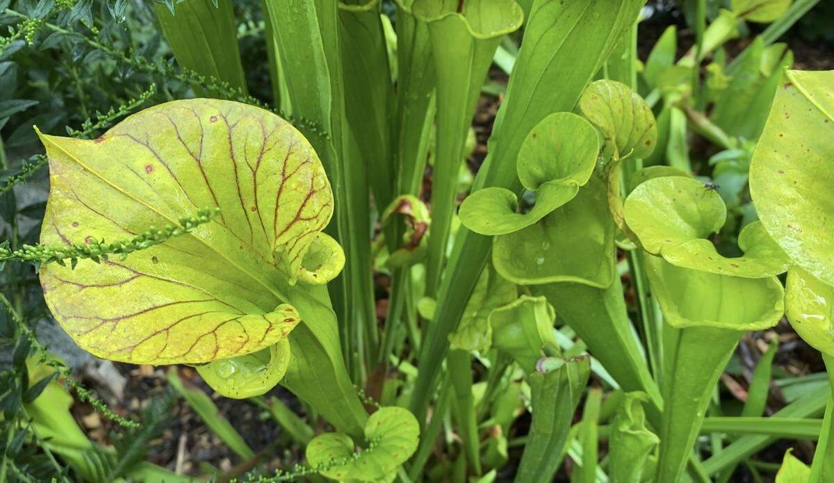 Carnivorous pitcher plants thrive at Point Defiance Zoo and Aquarium.