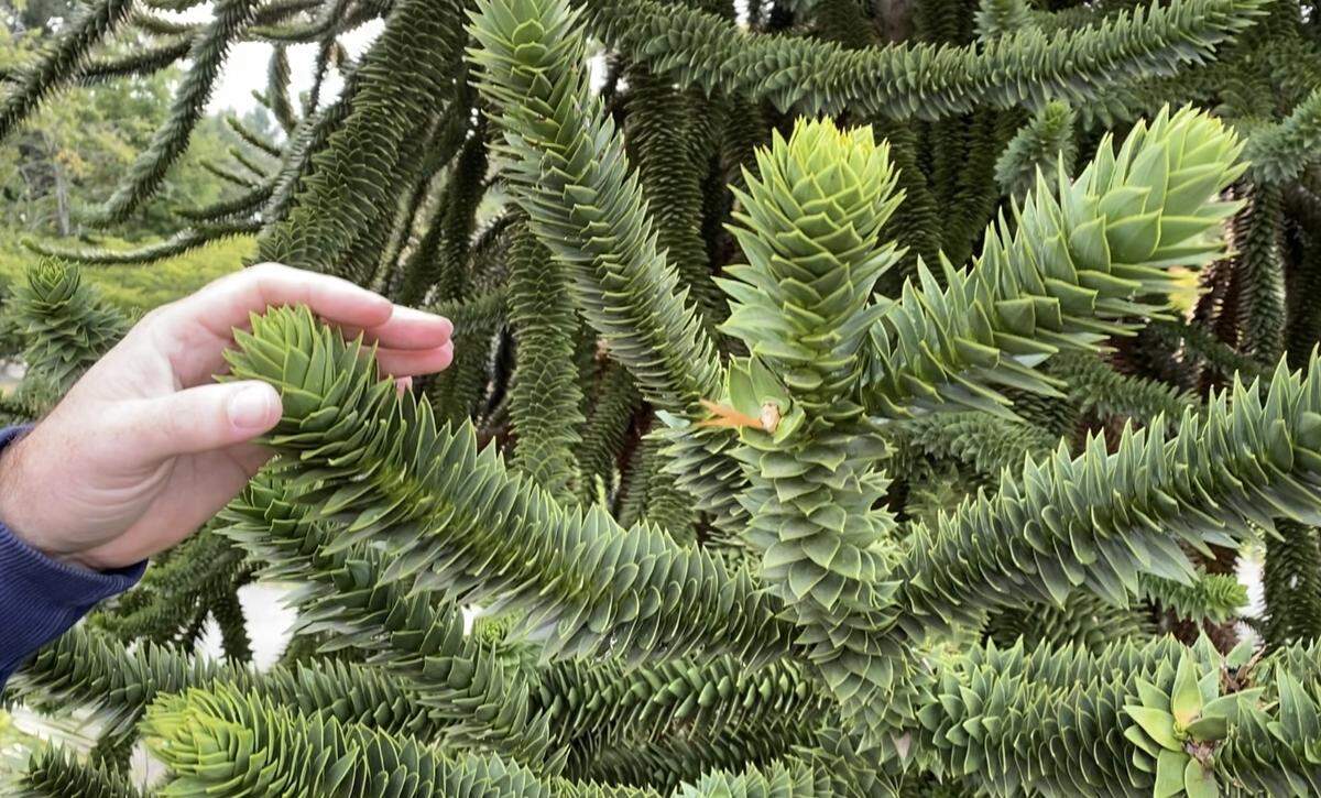 A monkey puzzle is a favorite with visitors at Point Defiance Zoo and Aquarium.