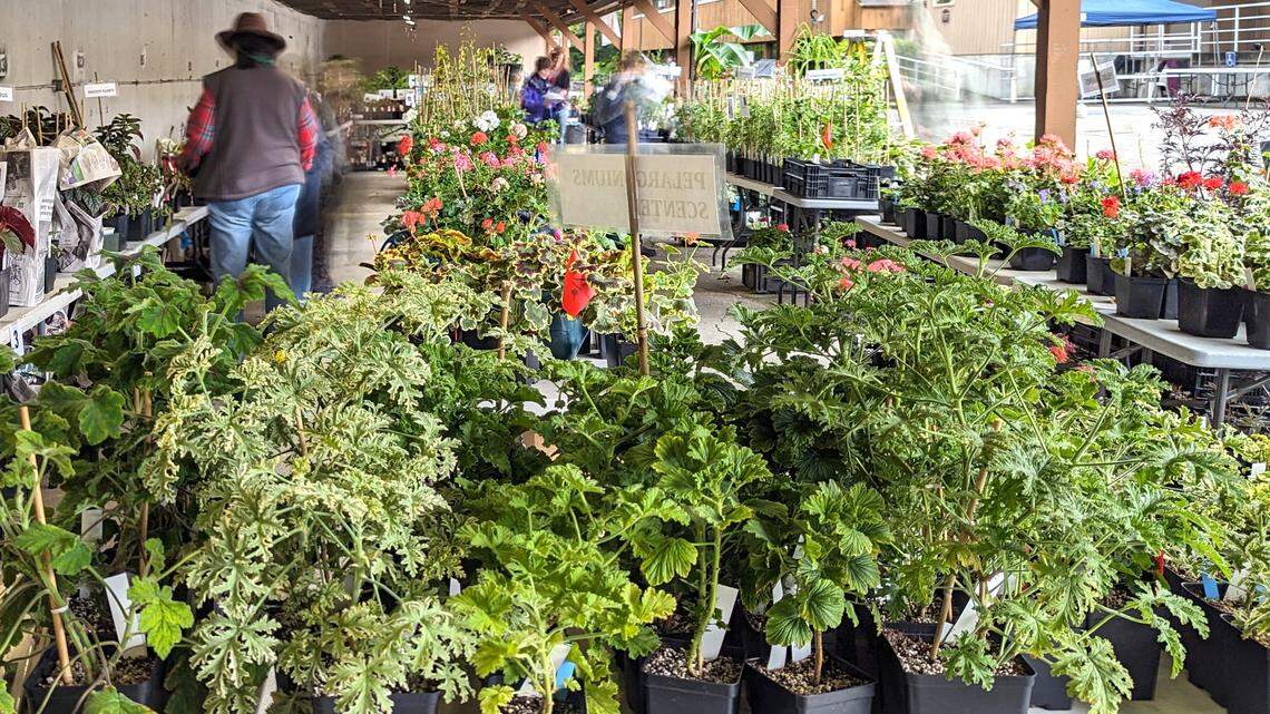 The Master Gardener Annual Plant Sale in Puyallup will feature thousands of different plant types.