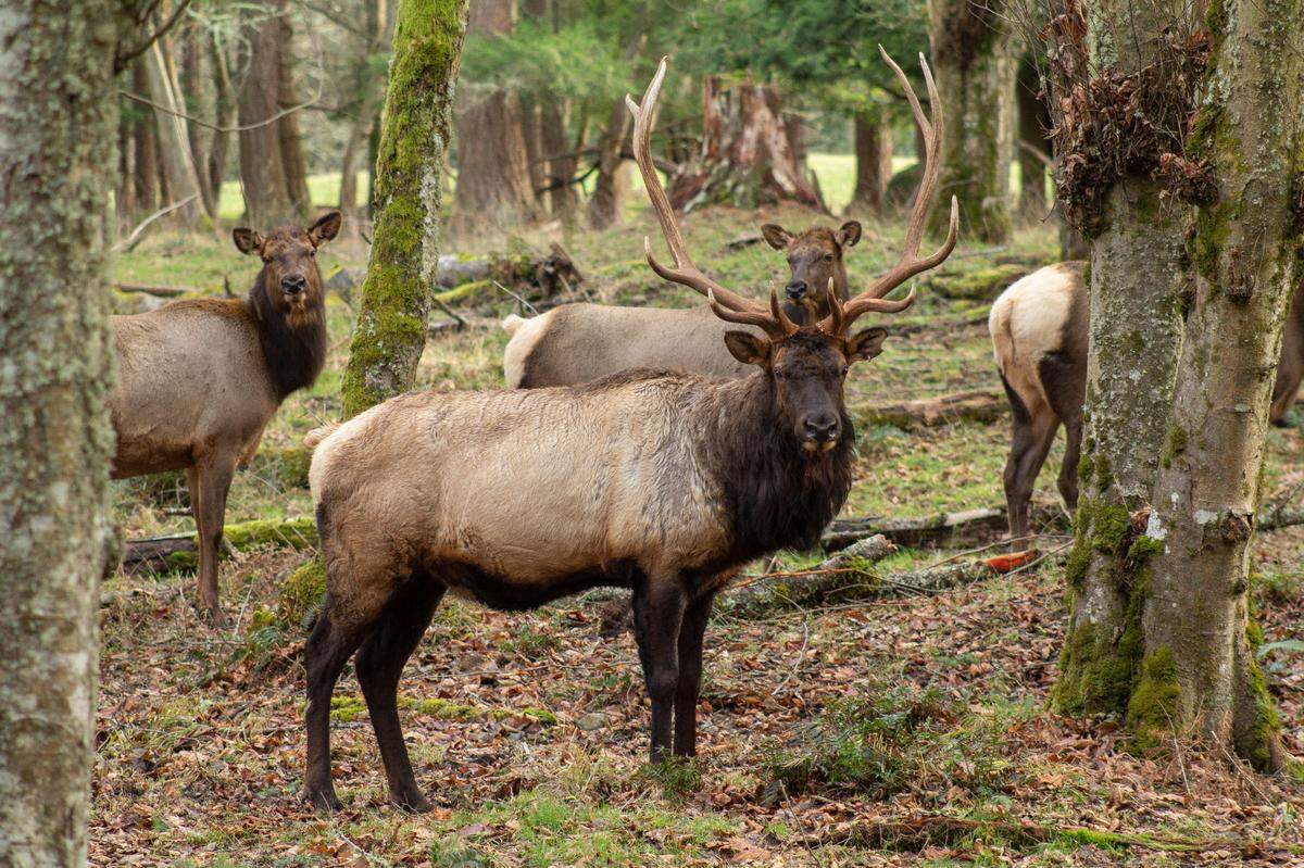 Elk is one species susceptible to human recreation, researchers say. The species inhabit regions across Washington, including the Olympic Peninsula, Cascade Mountain range and the state’s northeast areas.