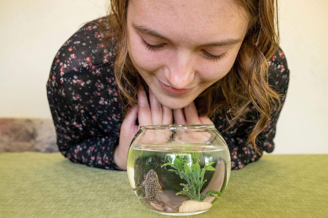 Renae Larson, 22, stares into the bowl where her pet African dwarf frog, Stevie Wonder, looks up at her on Monday, June 26, 2023, in Edgewood. Larson inherited the frog, which is blind, after a fourth-grade class science project. Mr. Wonder was only expected to live for a few years, but he has been with Larson since the two met 13 years ago.