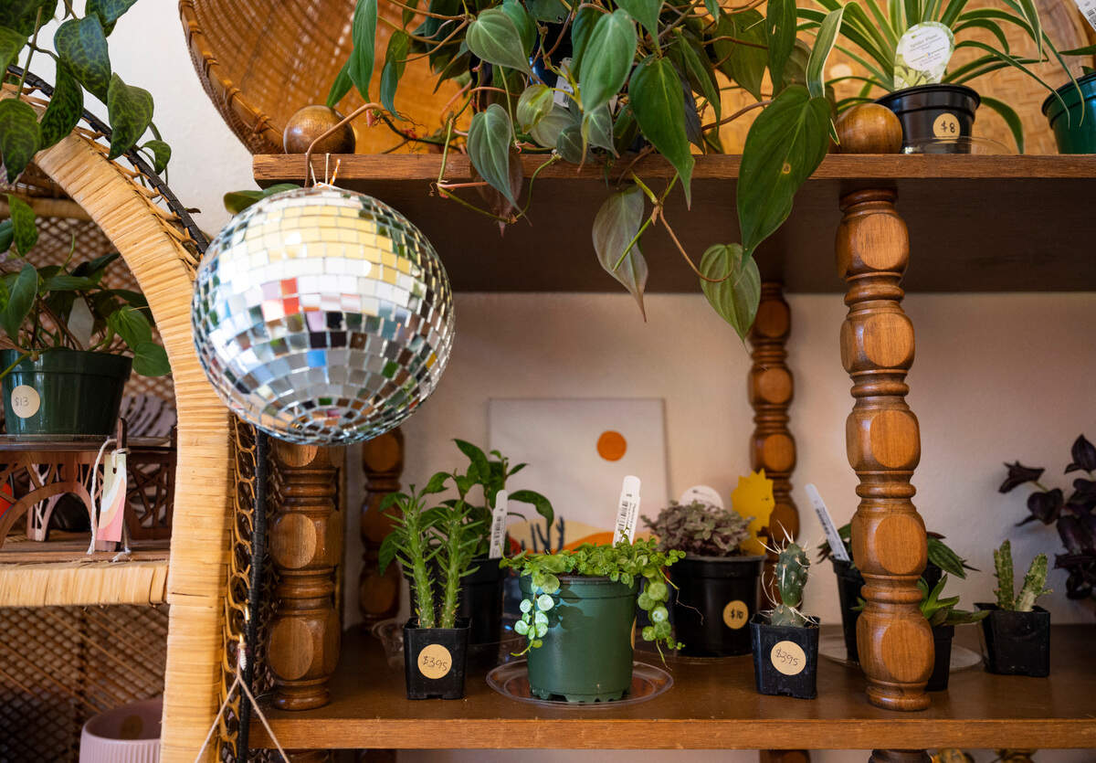 A peperomia prostrata plant sits on a shelf and is for sale at Sunne Plant Shop, a new local business owned by Desiray O’Brien, in downtown Sumner, Wash. on Oct. 13, 2022.
