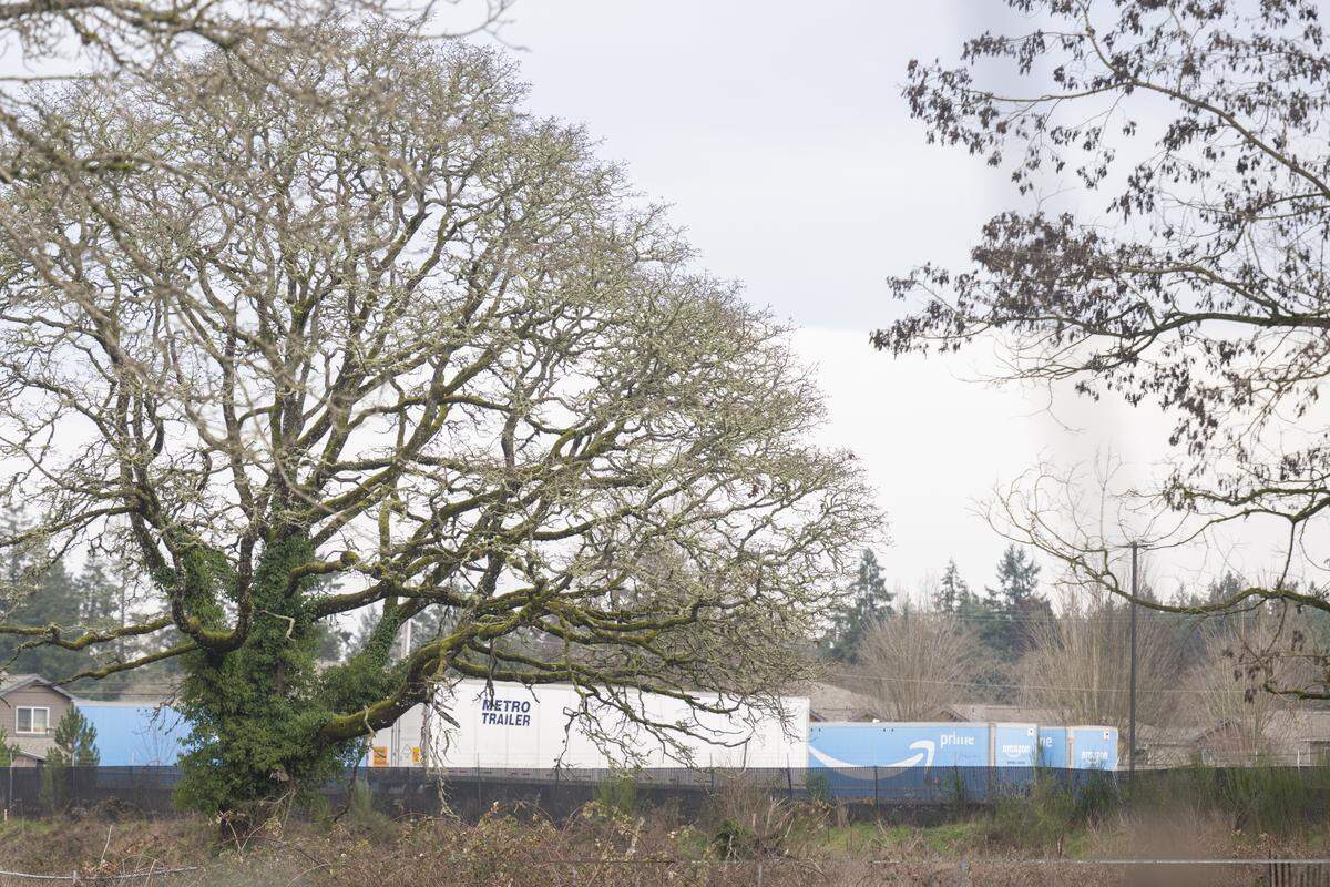 A Garry oak tree, estimated to be at least 900 years old, stand on Wednesday, Feb. 4, 2026, in Lakewood. Plans for a semi-truck and trailer parking lot are in the works for the site.