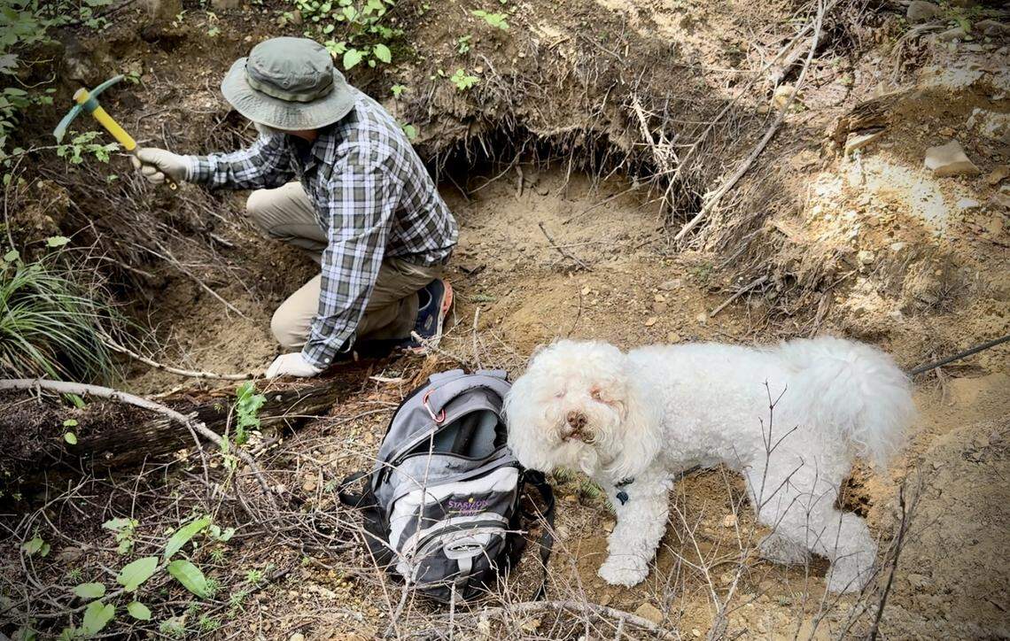 With the help of dog Milo, Randy Bjorklund of Bonney Lake digs for lily pad jasper and petrified wood at a site in the mountains above Greenwater during a field trip with amateur rock hounds Aug. 17.