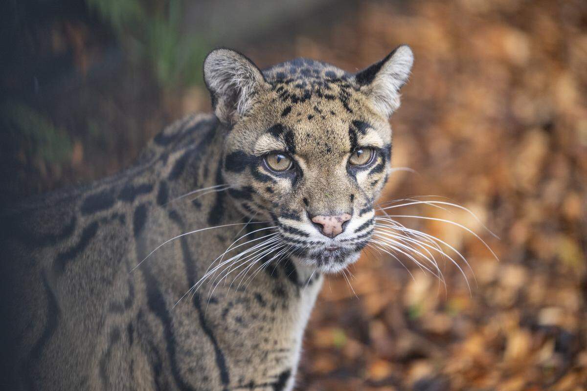 Orchid is a clouded leopard who was born at the Point Defiance Zoo in 2015.