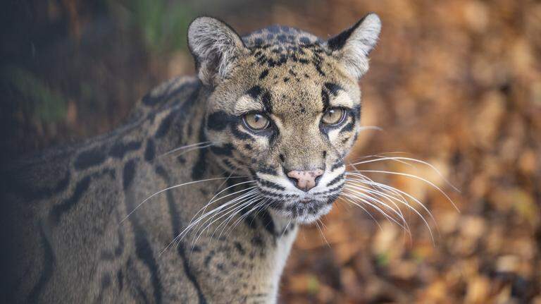 Update: Clouded leopard that escaped keepers at Point Defiance Zoo captured
