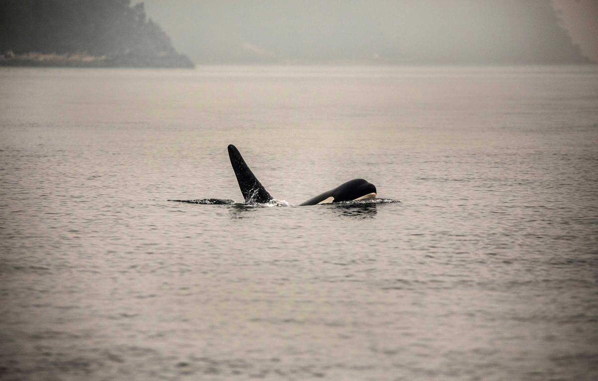 Poking a head above the waves, a northern resident orca is at home in his kingdom of green. The northern resident population has been growing at 2.2 percent a year on average for the past 40 years.