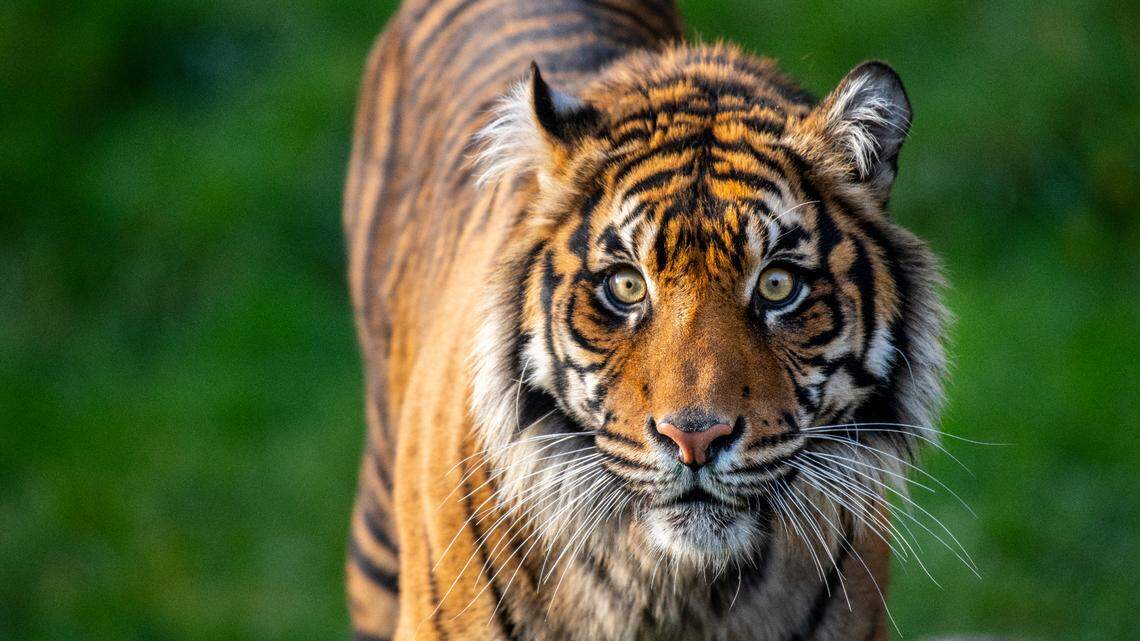 Kirana a female Sumatran tiger, shown here in March 2020, died Monday at Point Defiance Zoo & Aquarium from injuries inflicted by another tiger.