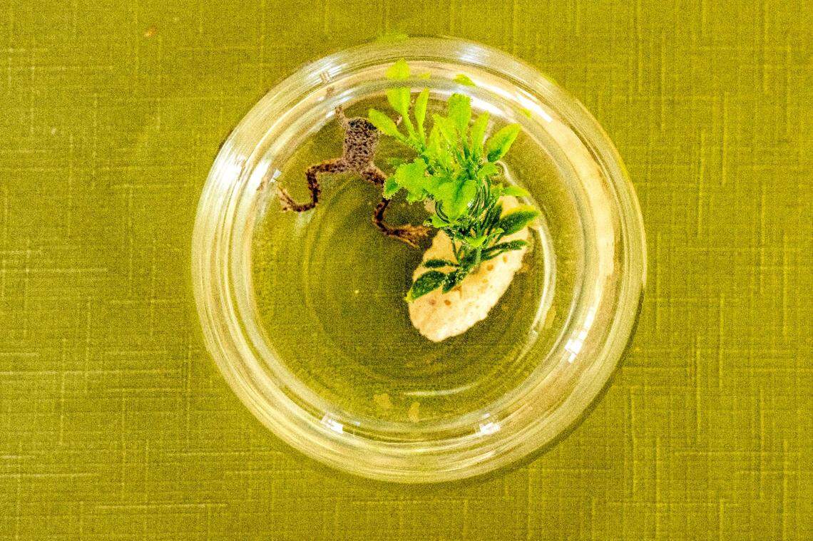 Stevie Wonder, a 13-year-old blind African dwarf frog, meanders around his bowl on a table at the home of Renae Larson on Monday, June 26, 2023, in Edgewood.