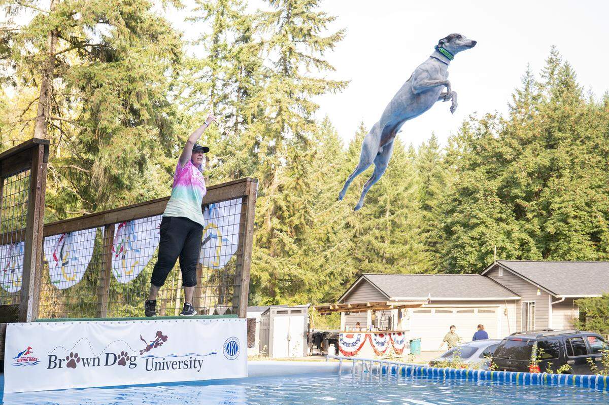 Laurel Behnke throws a toy for Sounders, a world record-holding whippet, as he jumps in the distance portion of a competition hosted at Brown Dog University on Friday, Sept. 12, 2025, on the Key Peninsula.