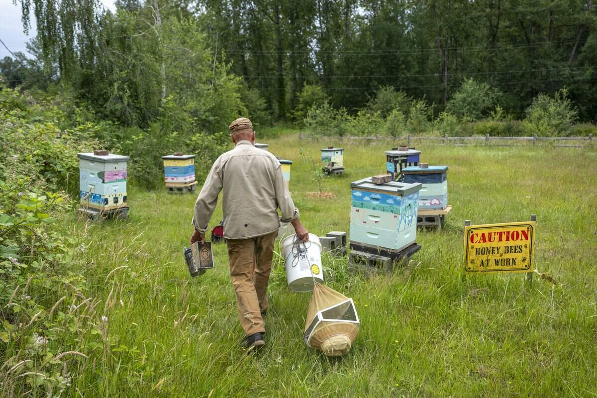 Rick Samyn carries a beehive smoker, wood chips and beekeeping veil out to a L'Arche Tahoma Hope Farms apiary on Thursday, June 25, 2026, at in Tacoma, Wash. Samyn is the pastoral assistant for social justice at St. Leo Church, and has been beekeeping for about 25 years.