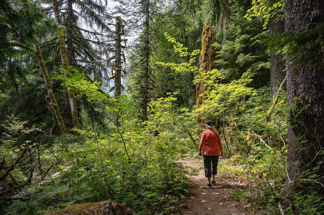 A hiker strolls along a trail in Federation Forest State Park outside Greenwater, Washington.