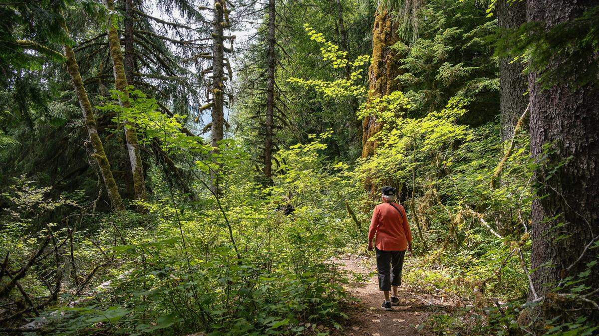 A hiker strolls along a trail in Federation Forest State Park outside Greenwater, Washington. 