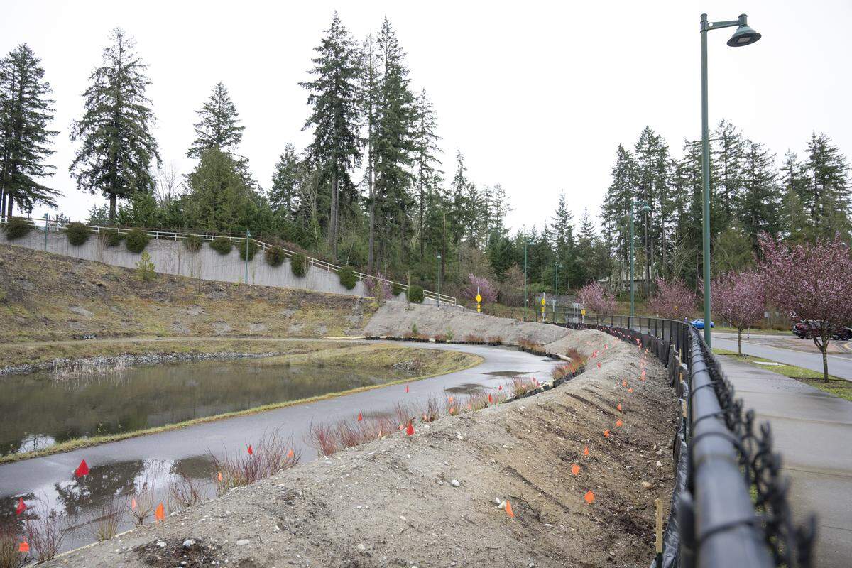 Hundreds of flags mark where crews will plant trees and shrubs near Harbor Hill Drive on Wednesday, March 25, 2026, in Gig Harbor.
