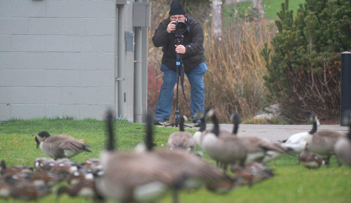 Thomas Sykes of Tacoma photographs Canada geese and widgeons at Titlow Park in Tacoma, Washington, on Jan. 15, 2025.