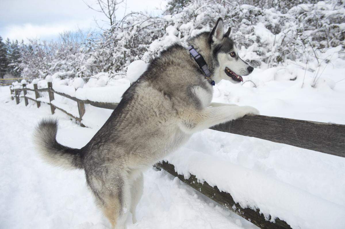 A snow-loving Husky uses a fence to check out the scenery at Sehmel Homestead Park in Gig Harbor on Saturday, Feb. 9, 2019.