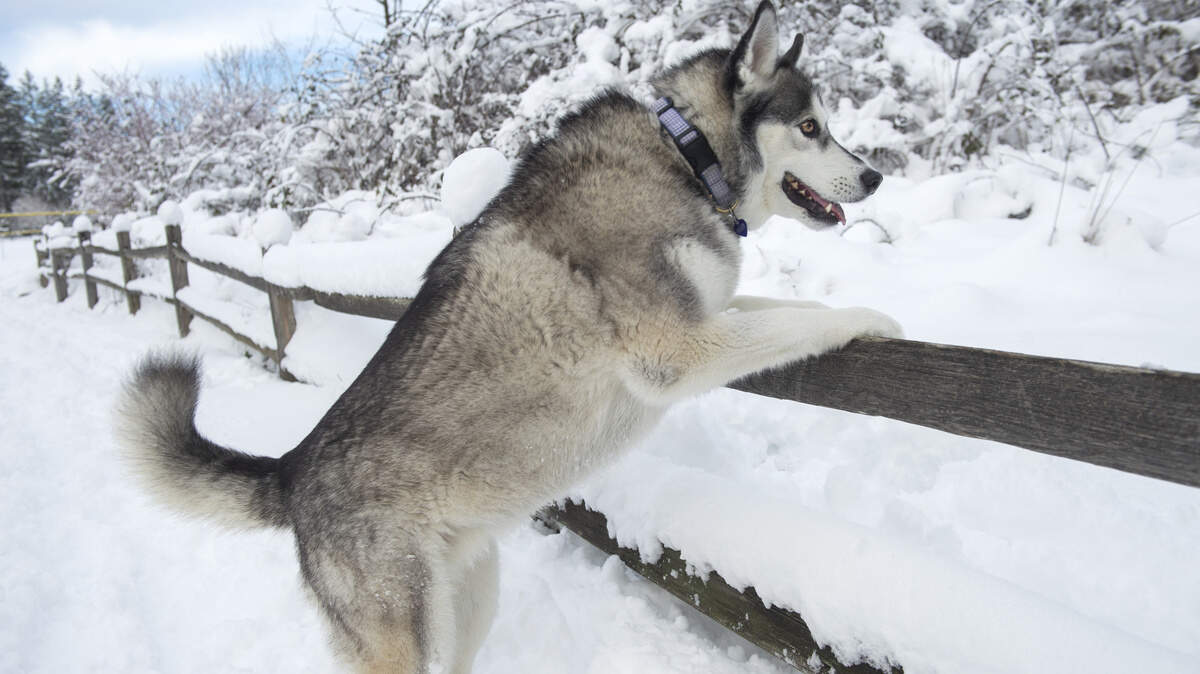 A snow-loving Husky uses a fence to check out the scenery at Sehmel Homestead Park in Gig Harbor on Saturday, Feb. 9, 2019.