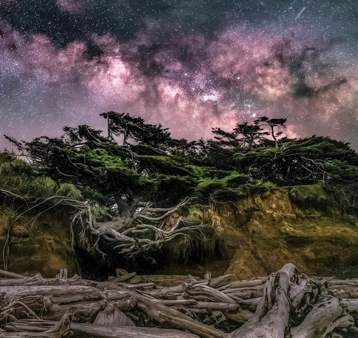 The “Tree of Life” on Kalaloch Beach in Olympic National Park photographed by Mathew Nichols before the tree sank during storms in early 2025.