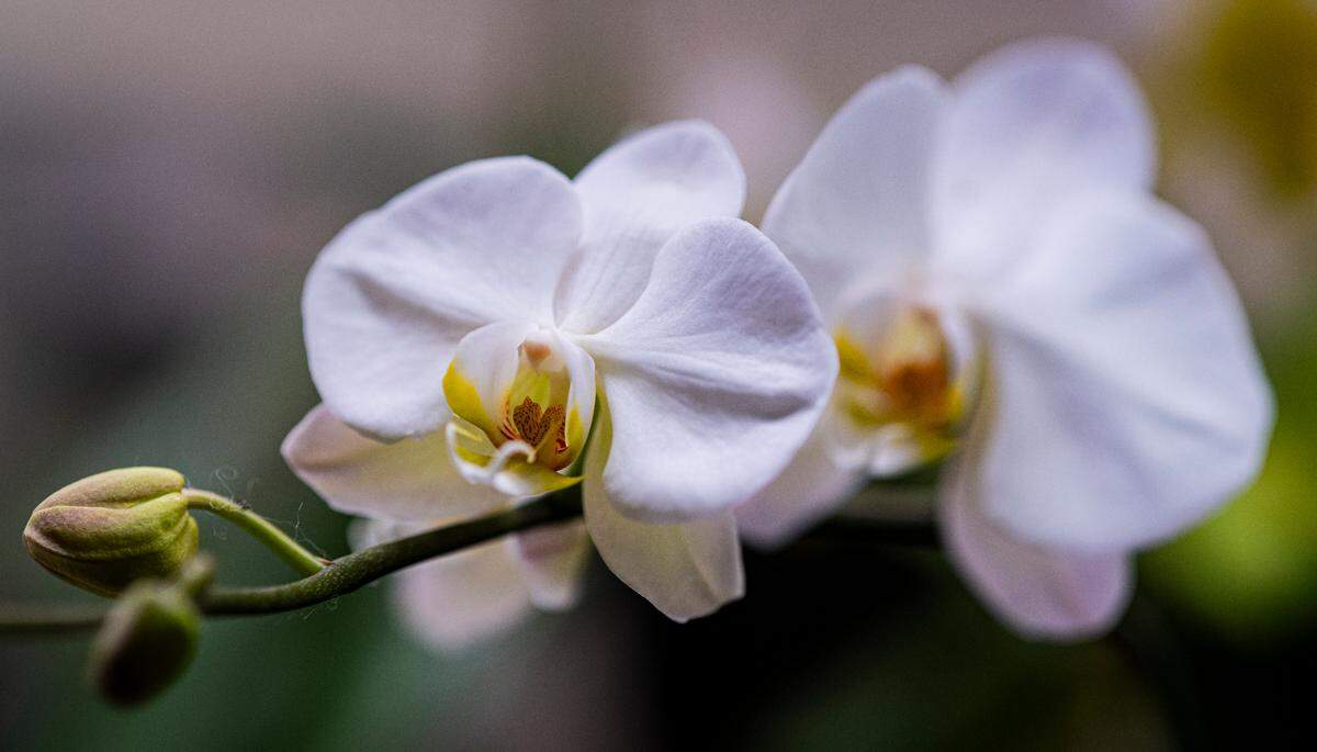 Moth orchids perch on a stem at Emerald City Orchids, on Thursday, Feb. 13, 2025, in Tacoma, Wash.