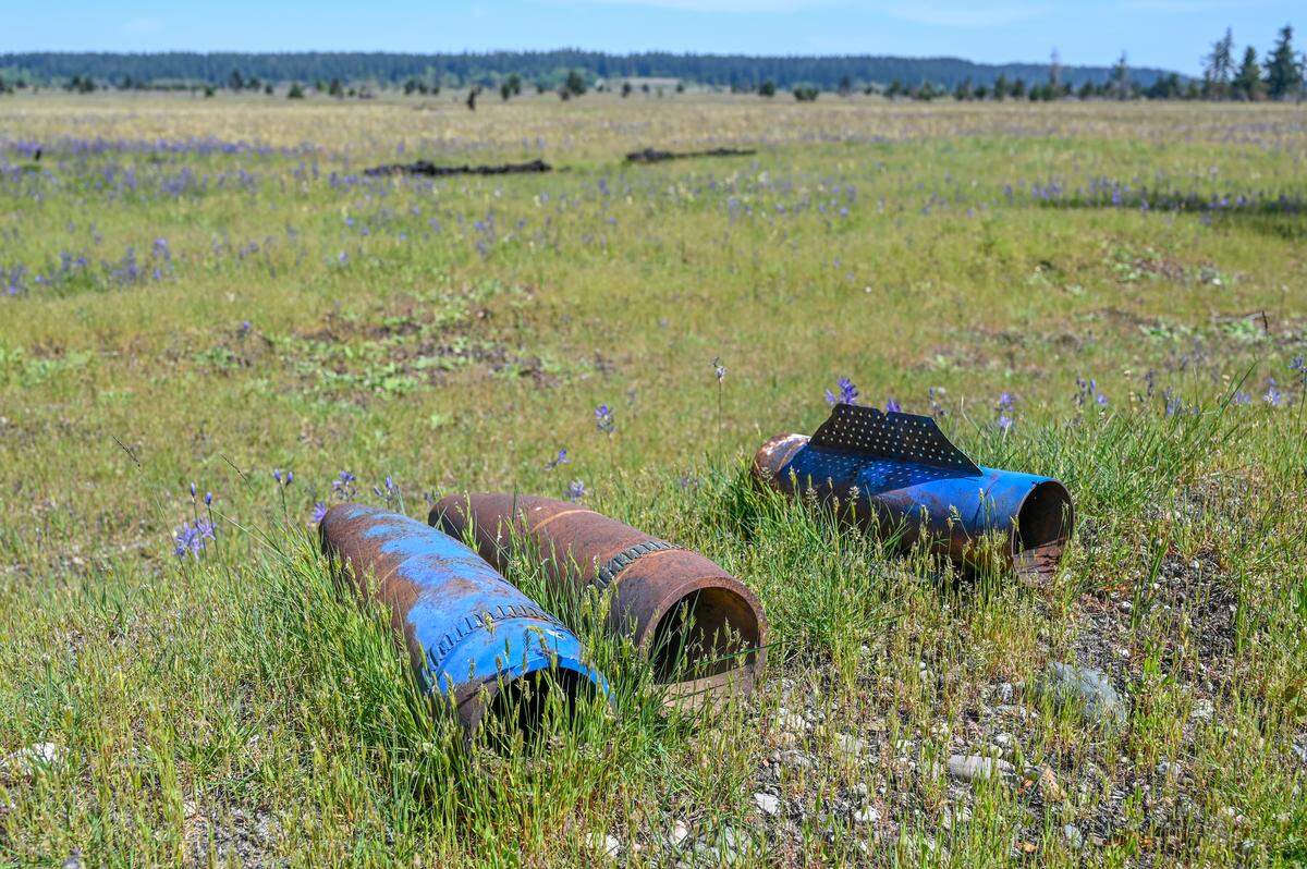 Shell casings from artillery practice along the largest prairie at Joint Base Lewis-McChord. Spotted on the Nisqually Tribe’s annual Honor Walk.