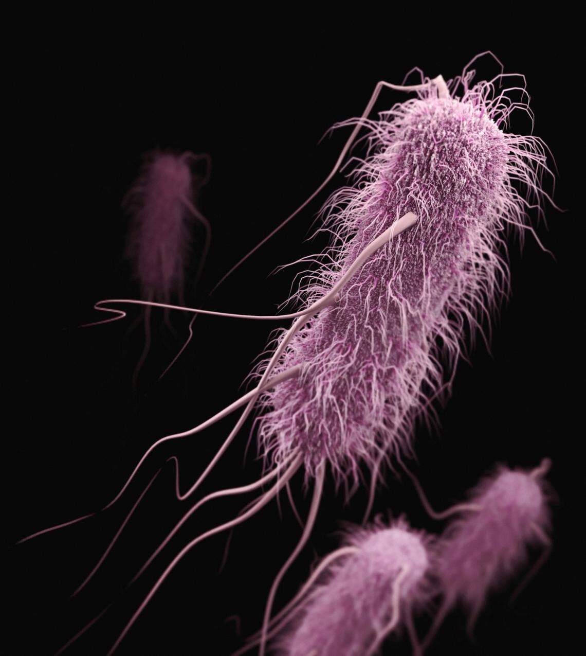 Bacteria, like E. coli (pictured), use chemicals to sense the world around them and navigate inside the body, according to the study.