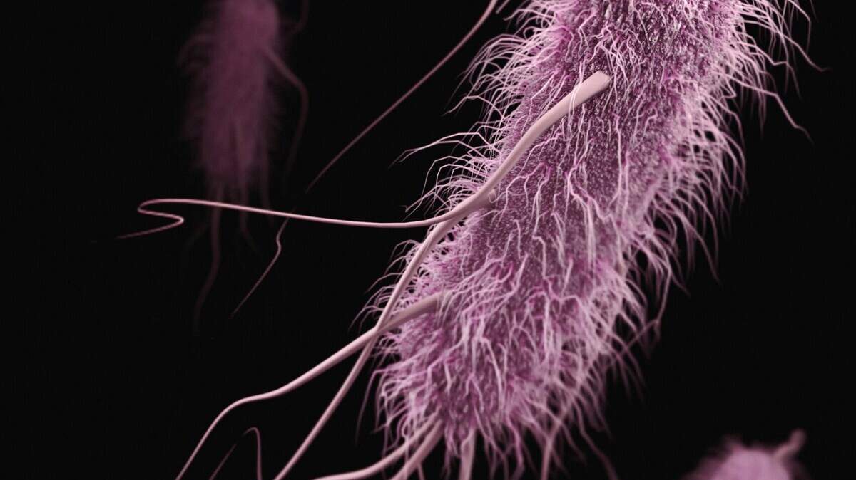 E. coli bacteria was discovered in the water supply at Davis Elementary School in Stockton on Wednesday.