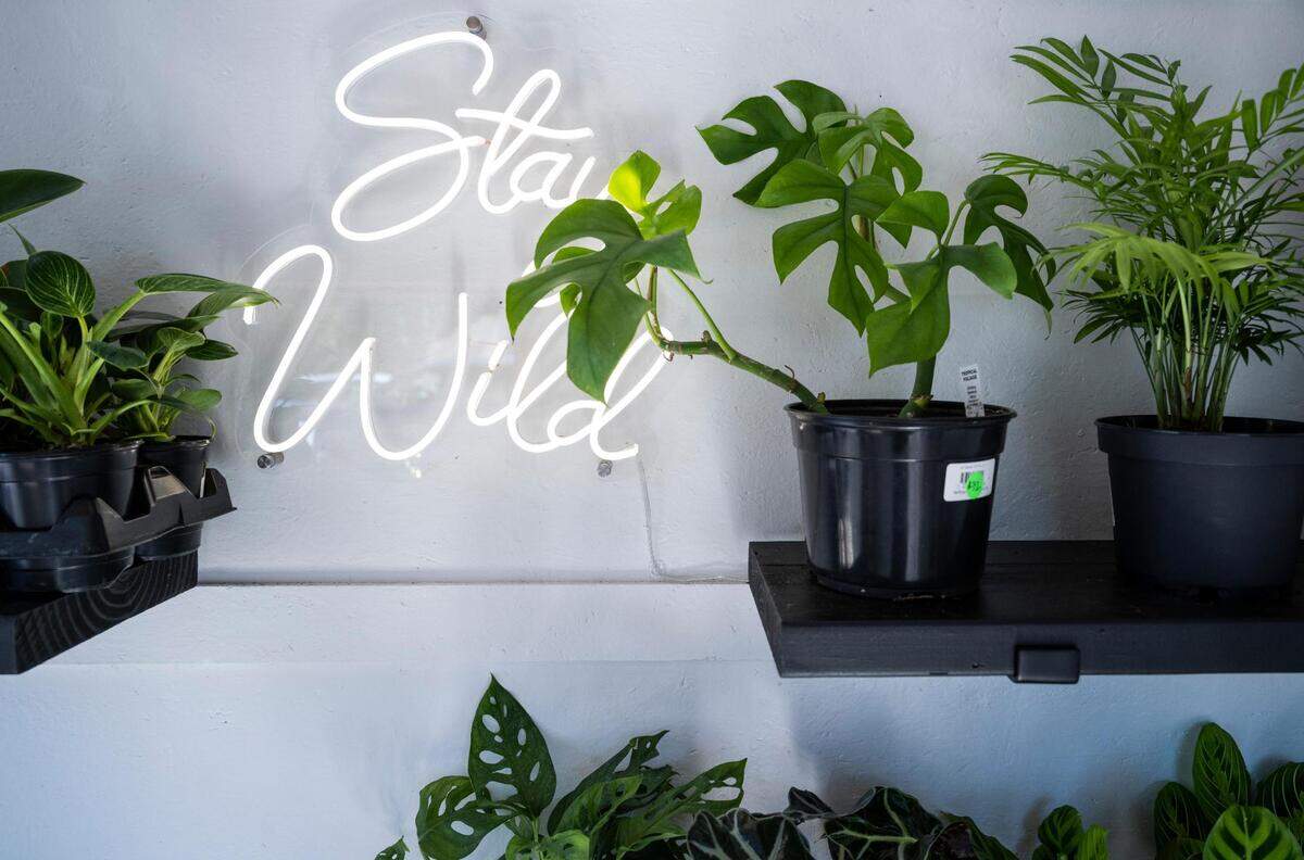 A neon sign hangs in the Wild Whimsy Plant Co. mobile plant shop on Harborview Drive in Gig Harbor, Wash. on Thursday, July 21, 2022.