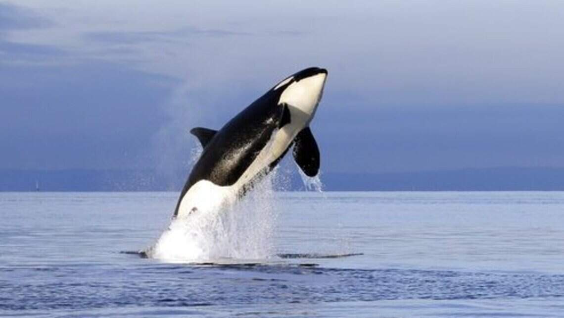 Navy receives approval for exercises that could increase harm to Washington orcas