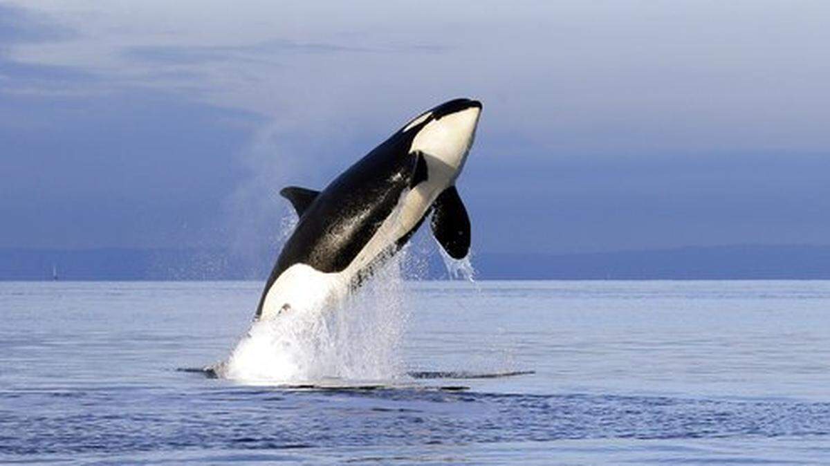 An endangered female orca leaps from the water while breaching in Puget Sound. A series of grants from the Gig Harbor-based Russell Family Foundation is aimed at protecting the whales and restoring the salmon runs that provide them with food.