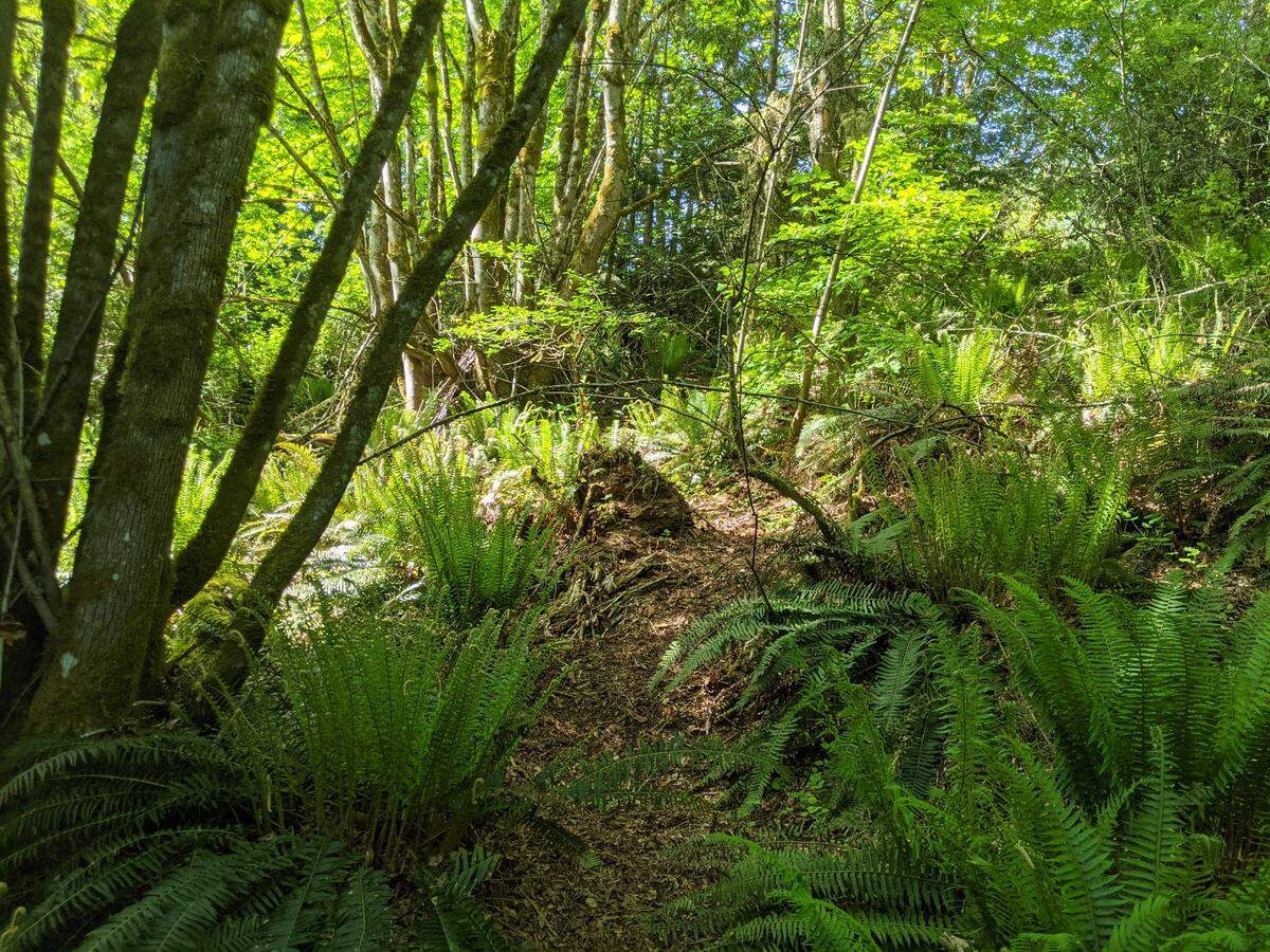 Heavily wooded and deeply shaded, the land around Gig Harbor’s North Creek is perfect salmon habitat.