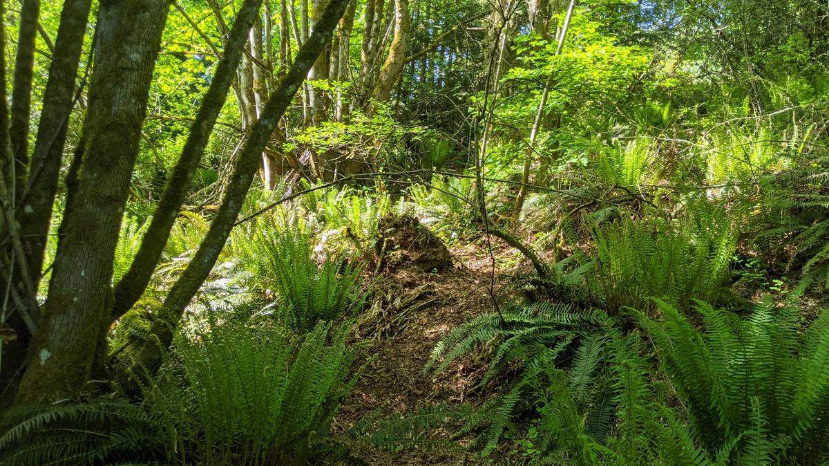 Heavily wooded and deeply shaded, the land around Gig Harbor’s North Creek is perfect salmon habitat.