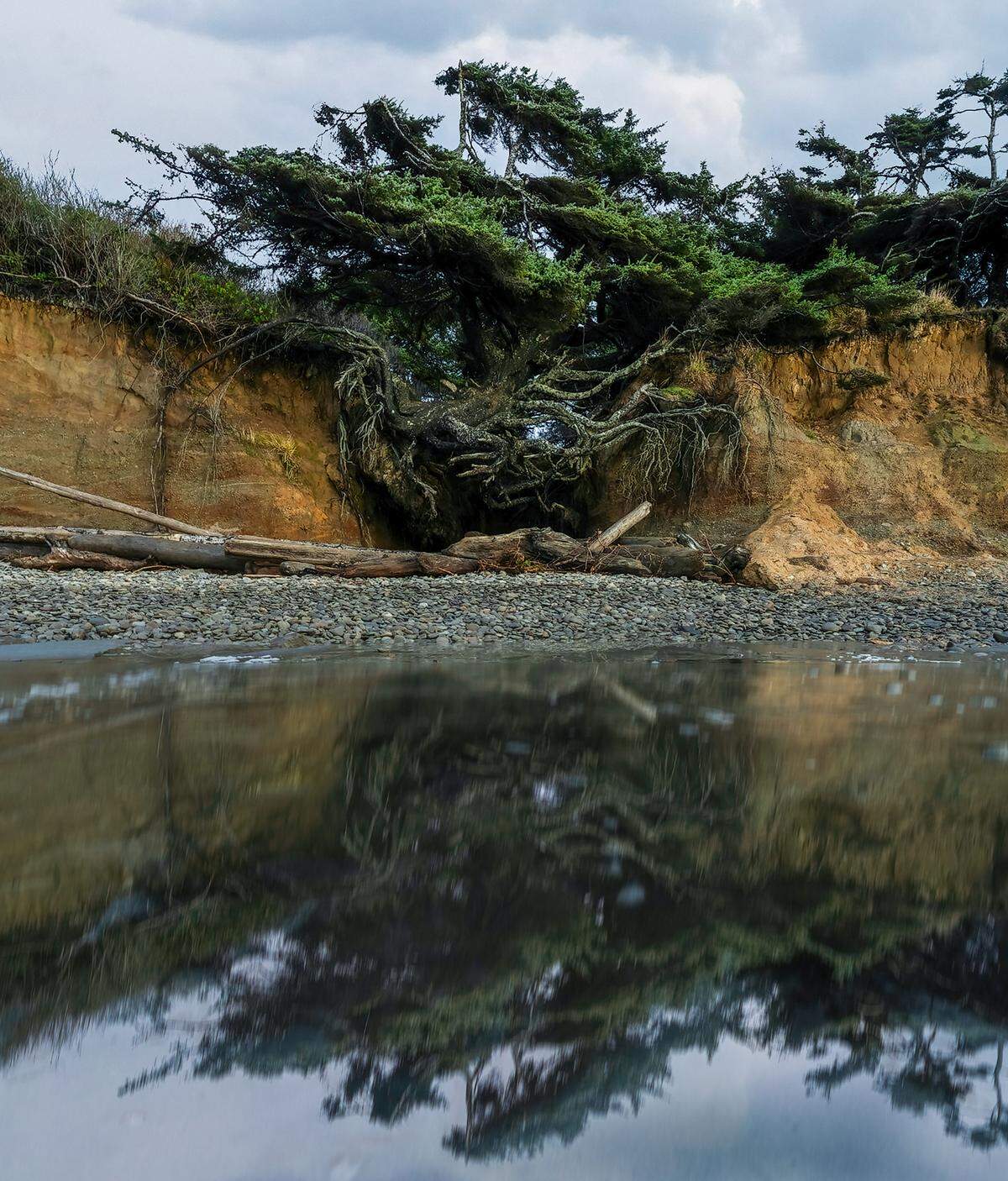 The “Tree of Life” on Kalaloch Beach in Olympic National Park photographed by Mathew Nichols before the tree sank during storms in early 2025.