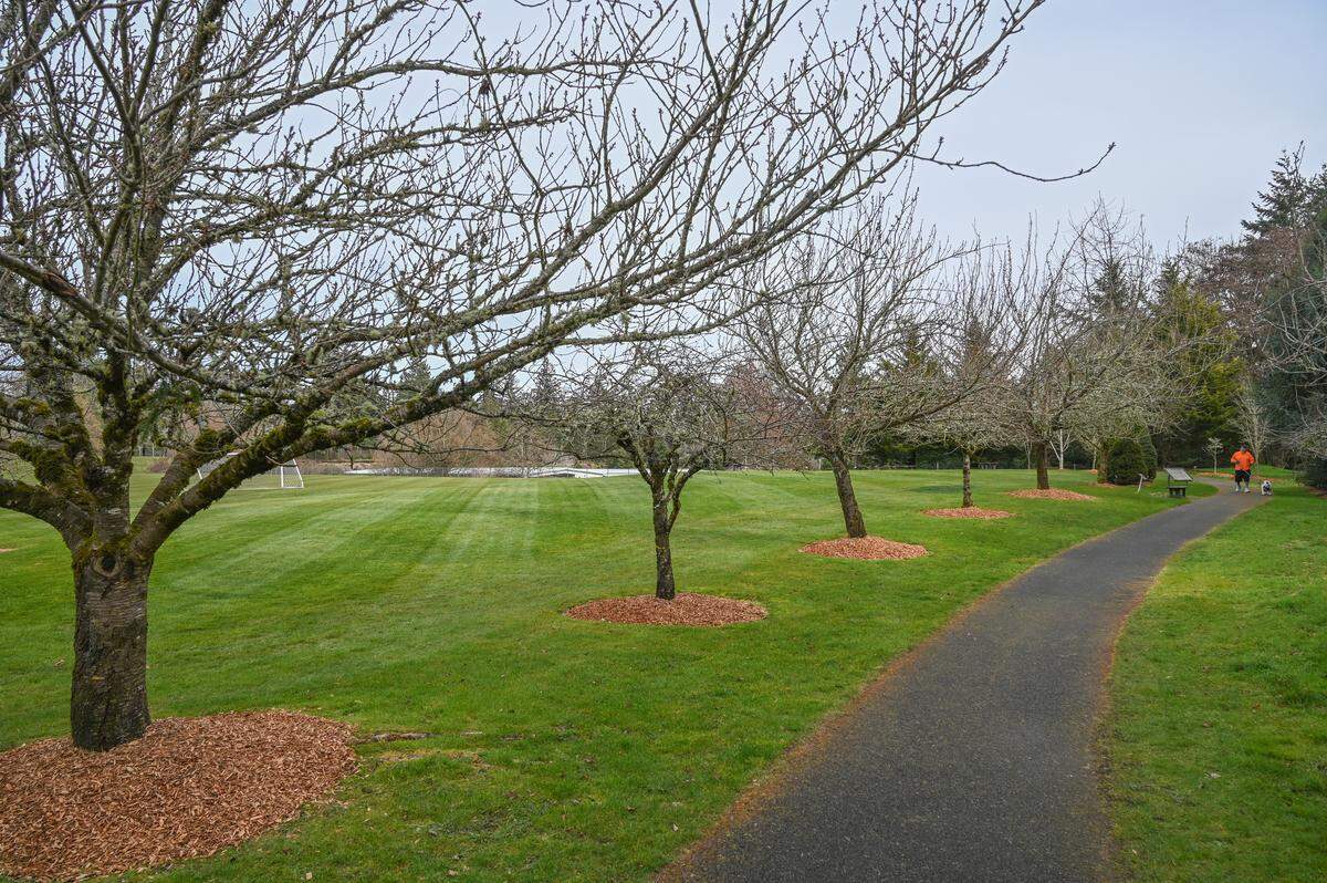 Cherry blossom trees ready to bloom near the labyrinth at Chambers Creek Regional Park earlier this month.