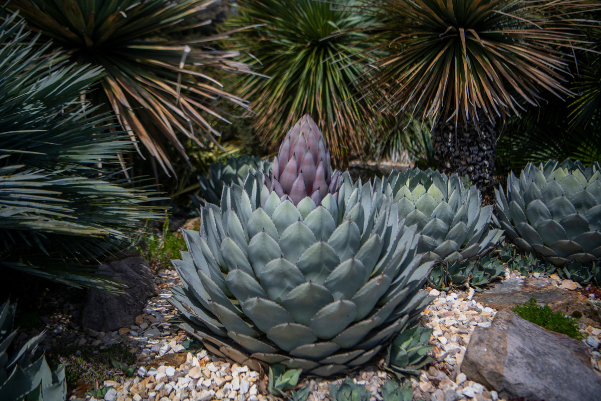 The Agave parryi var. truncata is pictured blooming on May 6, 2025 at Point Defiance Zoo & Aquarium.
