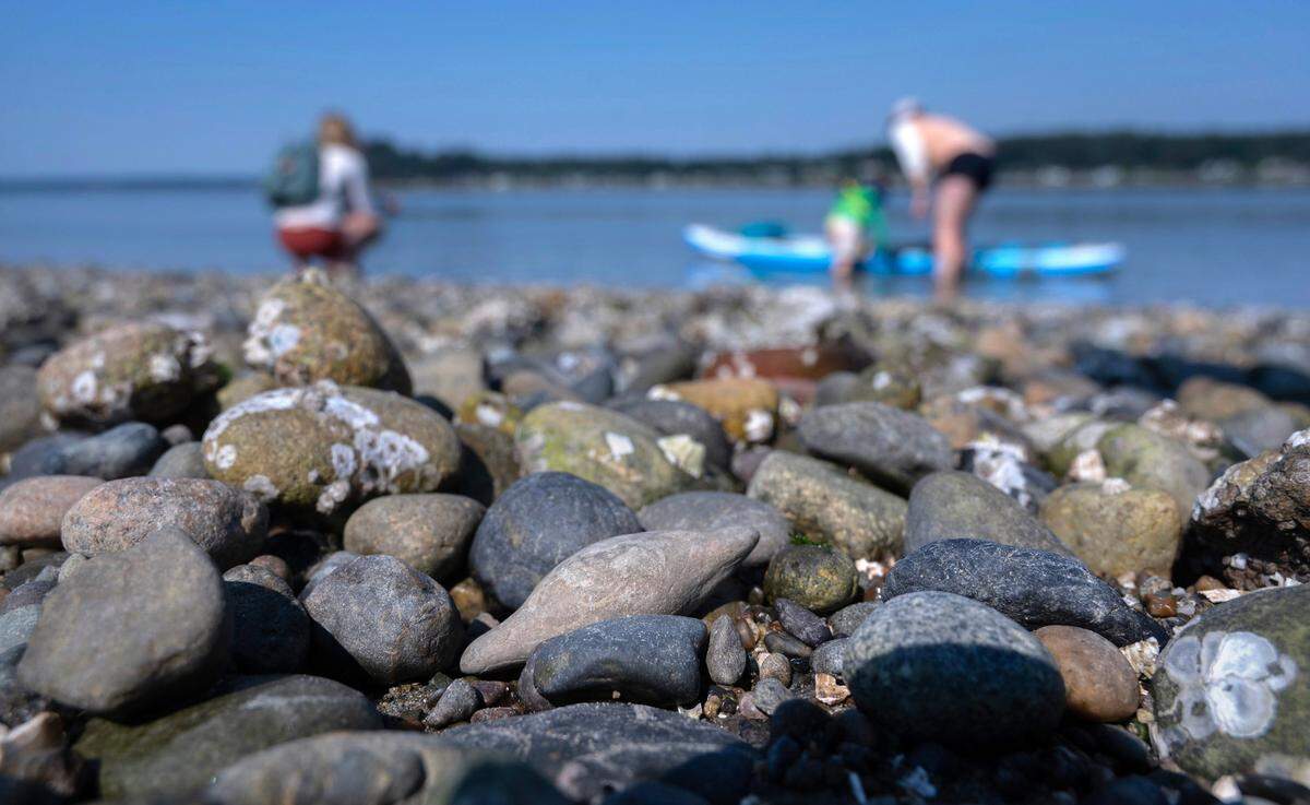 Hiding in plain sight, a “clay baby” lies among the rocks at Tacoma DeMolay Sandspit Nature Preserve on Fox Island, Washington, on Thursday, Sept. 5, 2024.